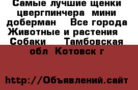 Самые лучшие щенки цвергпинчера (мини доберман) - Все города Животные и растения » Собаки   . Тамбовская обл.,Котовск г.